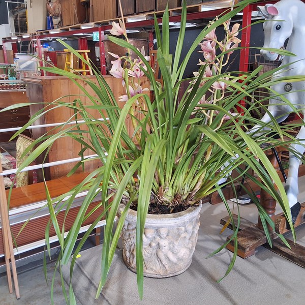 Lot 367 - POTTED ORCHID