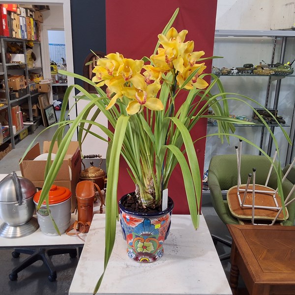 Lot 86 - POTTED ORCHID