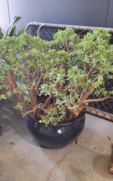 Lot 379 - JADE PLANT