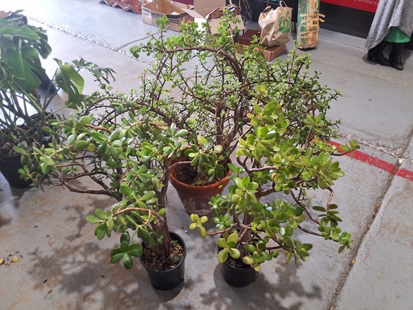 Lot 373 - JADE PLANTS