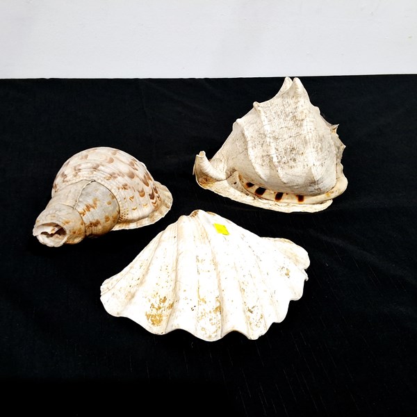 Lot 77 - SEA SHELLS