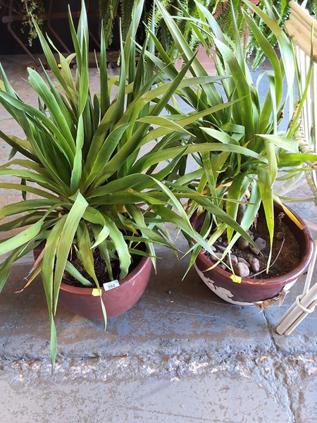 Lot 462 - POTTED PLANTS