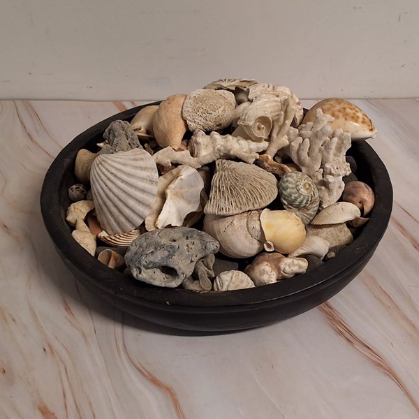 Lot 1503 - A COLLECTION OF SHELLS