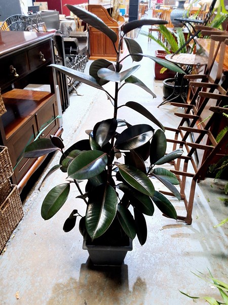 Lot 384 - RUBBER PLANT