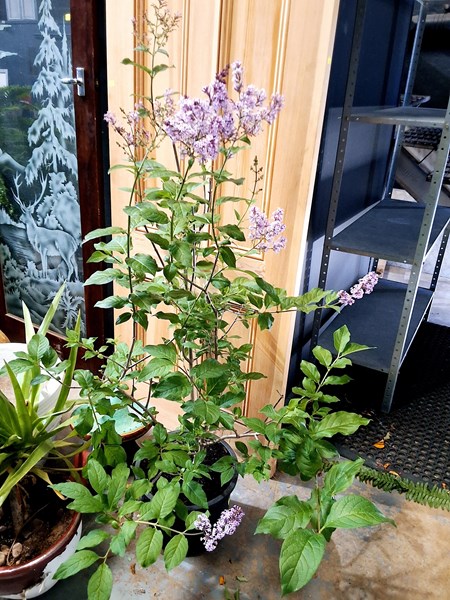 Lot 360 - LILAC PLANT