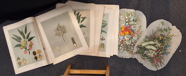 Lot 1242 - THE FOREST FLORA OF SOUTH AUSTRALIA