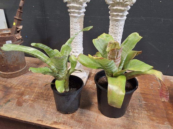 Lot 435 - POTTED PLANTS