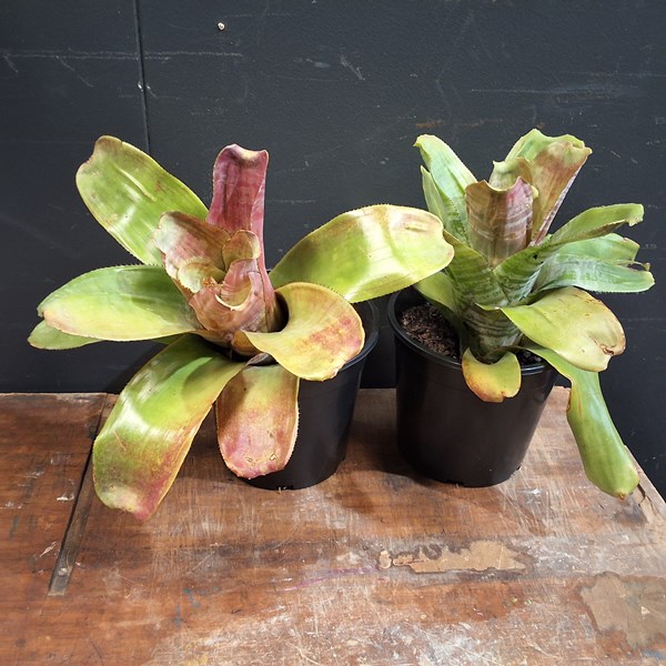 Lot 437 - POTTED PLANTS