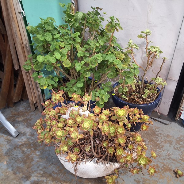 Lot 424 - POT PLANTS