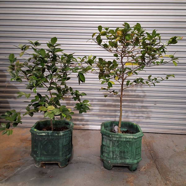 Lot 473 - POTTED CAMILLAS