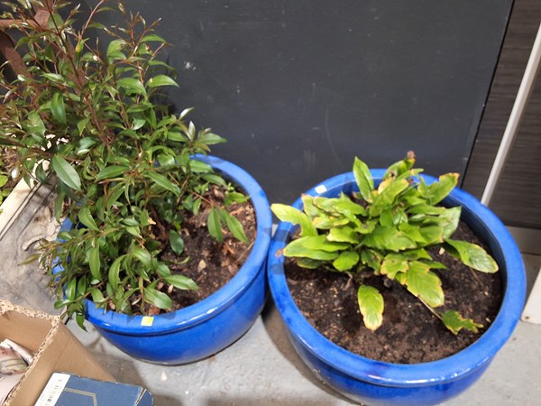 Lot 500 - POT PLANTS