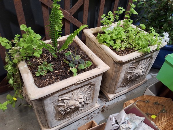 Lot 496 - PLANTERS