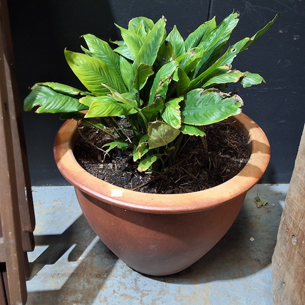 Lot 474 - POT PLANT