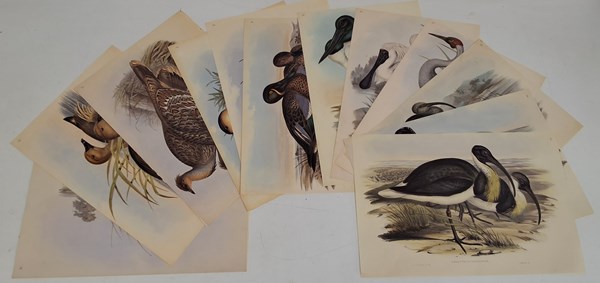 Lot 1363 - JOHN GOULD