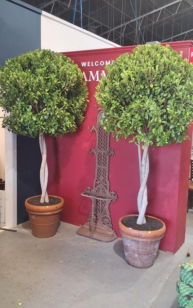 Lot 498 - EMERALD GREEN FICUS