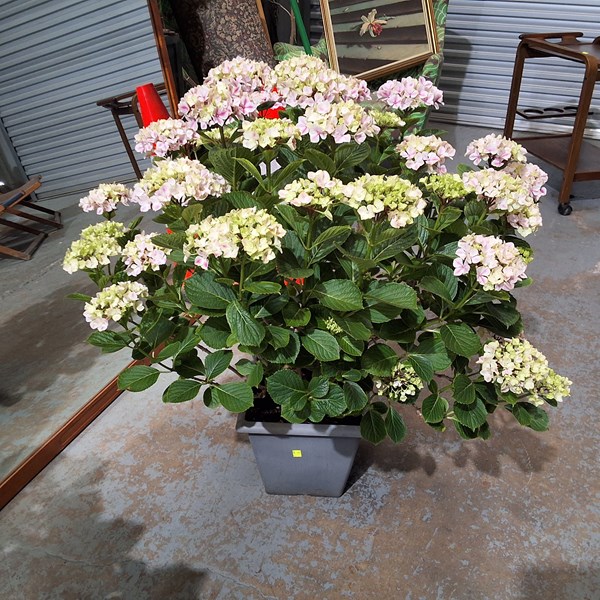 Lot 482 - POTTED PLANT