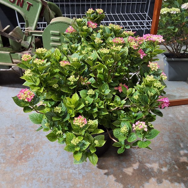 Lot 480 - POTTED PLANT