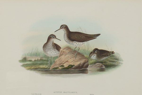 Lot 10 - JOHN GOULD (Britain, 1804-1881)