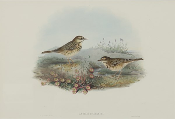Lot 11 - JOHN GOULD (Britain, 1804-1881)