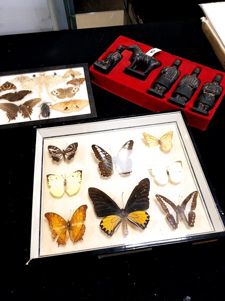 Lot 1164 - INSECT SPECIMENS