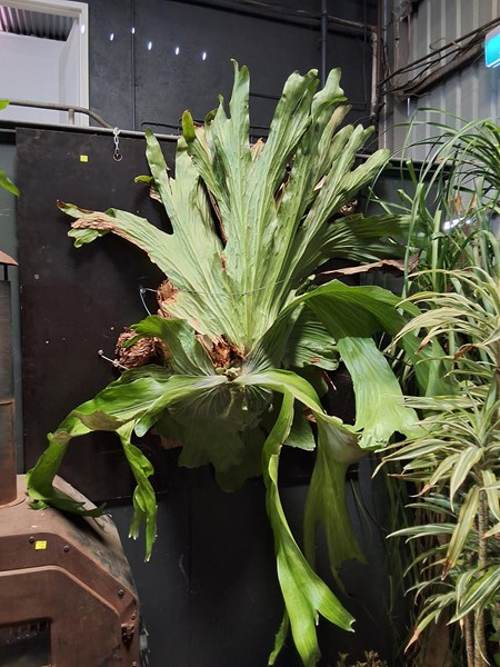 Lot 567 - STAGHORN