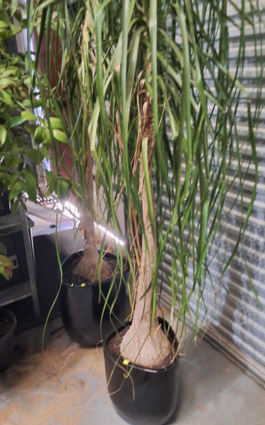 Lot 570 - PONYTAIL PALM