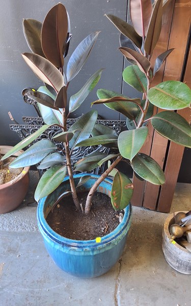 Lot 620 - RUBBER PLANT