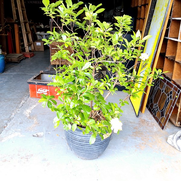 Lot 606 - POT PLANT