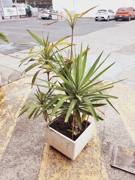 Lot 362 - POTTED YUCCA