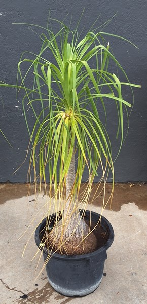 Lot 356 - POTTED PLANT