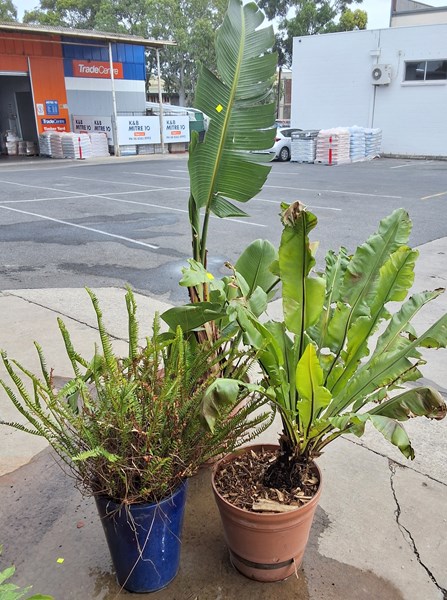 Lot 360 - POTTED PLANTS