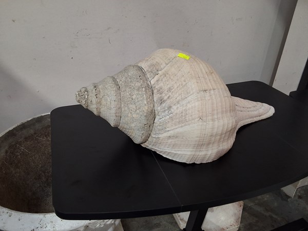 Lot 282 - SEA SHELL