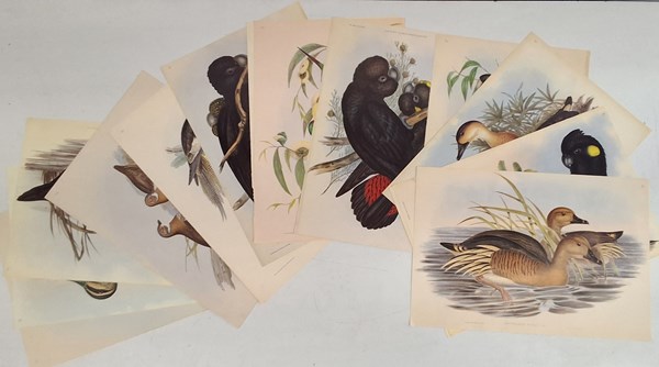 Lot 1164 - JOHN GOULD