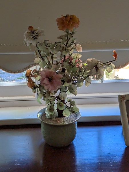 Lot 1138 - JADE TREE