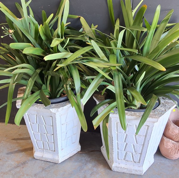 Lot 385 - POTTED PLANTS