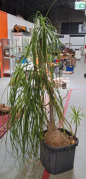 Lot 361 - PONYTAIL PALM