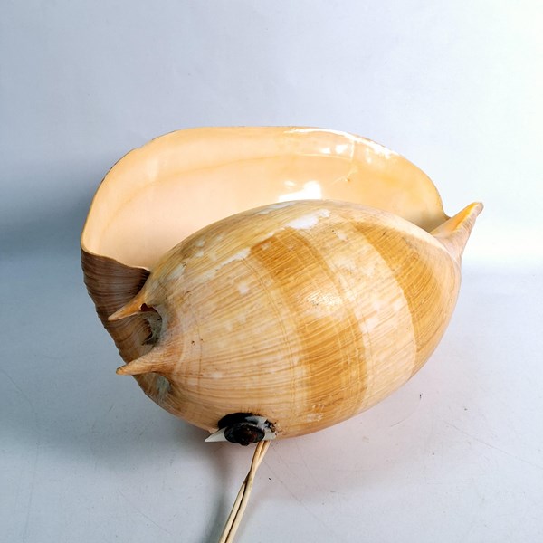 Lot 1335 - SHELL LAMP