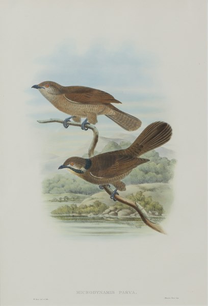 Lot 1094 - JOHN GOULD (Britain, 1804-1881)