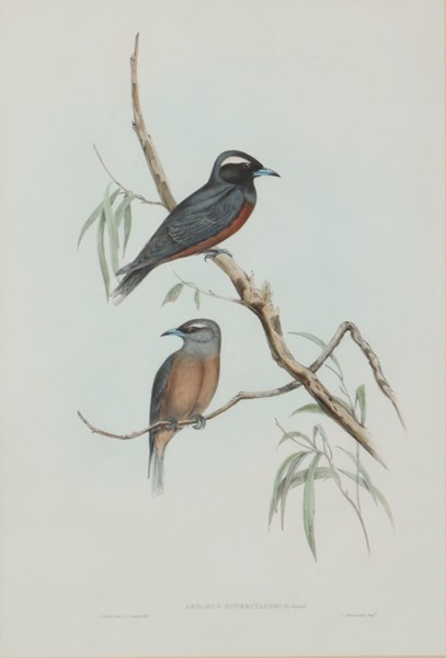 Lot 1087 - JOHN GOULD (Britain, 1804-1881)