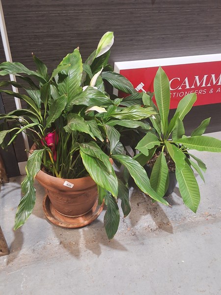 Lot 434 - POTTED PLANTS