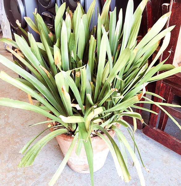 Lot 480 - POT PLANT