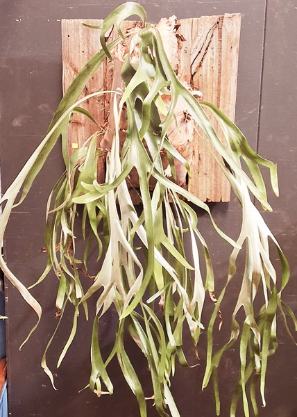 Lot 511 - ELK HORN FERN