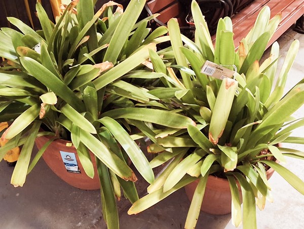 Lot 512 - POTTED CLIVIA