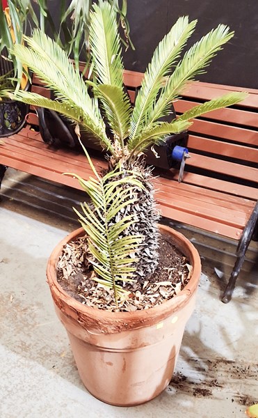Lot 487 - POTTED PALM