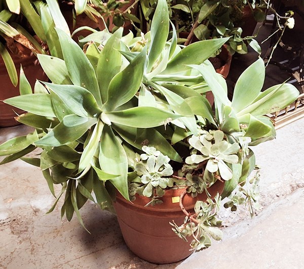 Lot 491 - POTTED PLANT