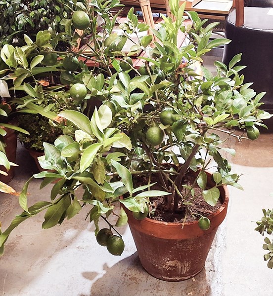 Lot 510 - LIME TREE