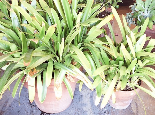 Lot 488 - POTTED CLIVIA