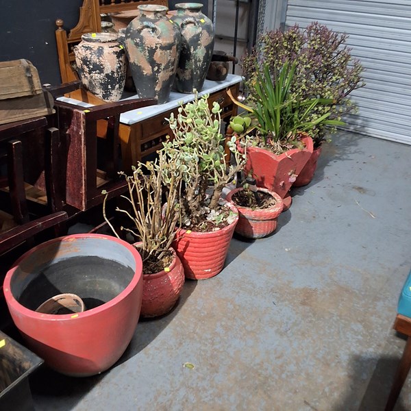 Lot 403 - POTTED PLANTS