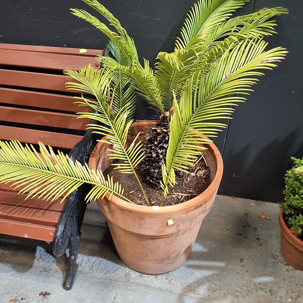 Lot 507 - SAGO PALM