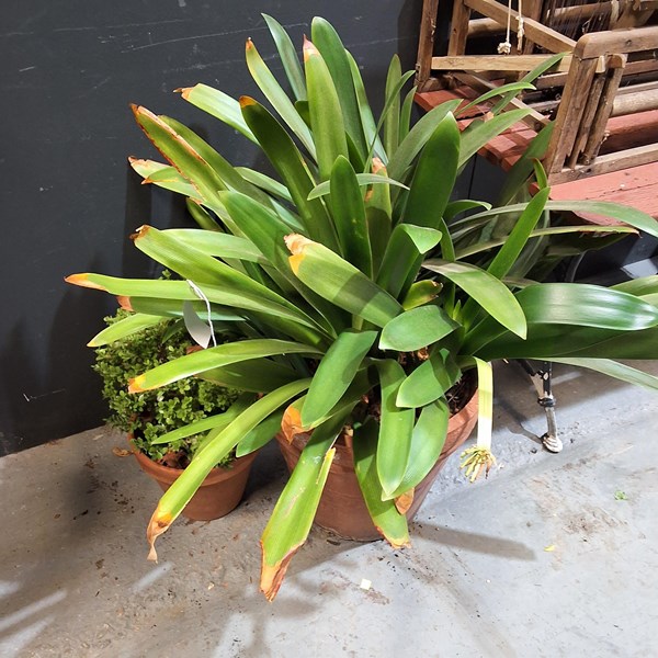 Lot 504 - POTTED PLANTS